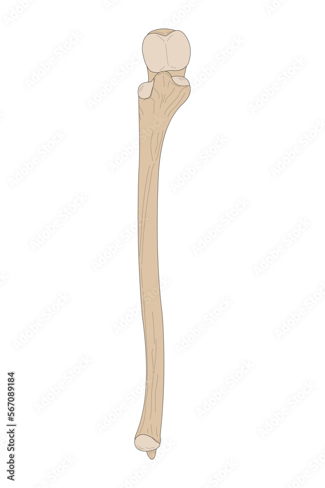 Human skeletal bone. The Ulna of the Right Forearm. Anterior (ventral) view.