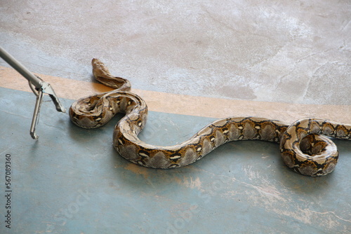 close up of a snake 