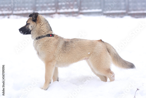 fawn dog full length photo on snowy white background