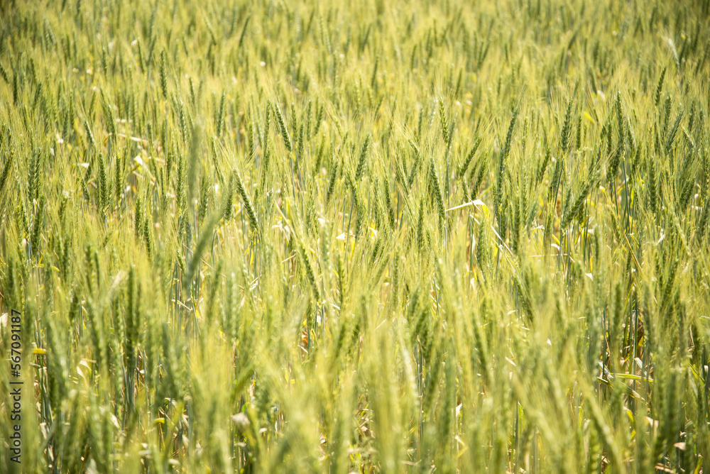 Golden Wheat Field in Sunlight Background Golden Wheat Field in Sunlight Background