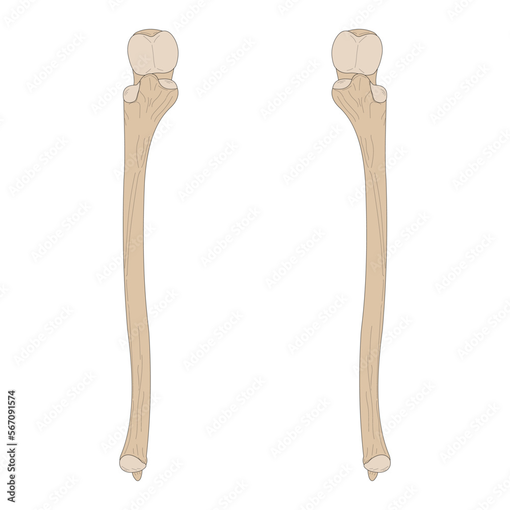 Bones of the human skeleton. The Ulna of the Right Forearm and the Ulna ...