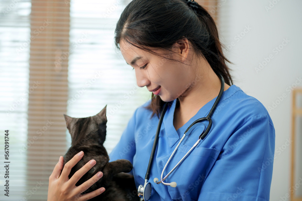 Doctor veterinarian is holding cute cat at vet clinic. Pet check up and vaccination. Health care Doctor veterinarian is holding cute cat at vet clinic. Pet check up and vaccination. Health care