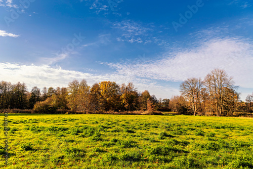 Meadow at the edge of the forest in autumn light