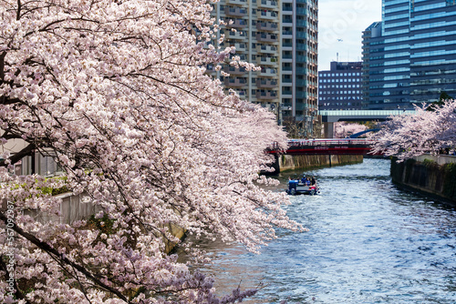 桜と船と目黒川