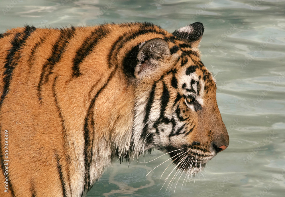 Obraz premium Portrait of an Indochinese Tiger (Panthera Tigris Corbetti) in a pool of water, closeup view