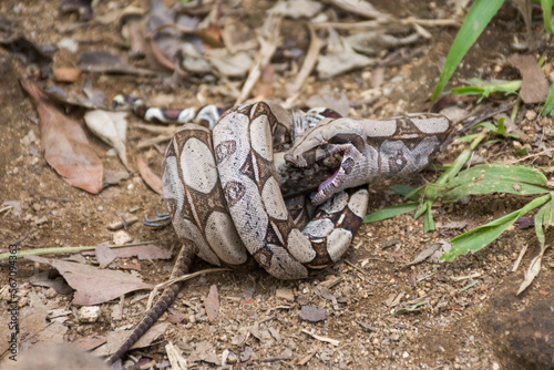 Boa constrictor (Boa constrictor) feeding on prey lizard, Tijuca Forest National Park, Rio de Janeiro, Brazil