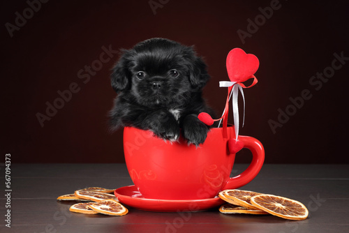 Canvastavla A cute black puppy sits in a red cup