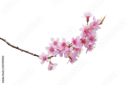 Sakura flowers blooming in springtime, a bunch of wild Himalayan cherry blossom pink flowers on tree twig