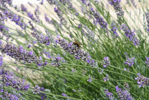 Bumblebee on lavender flowers. Lavandula  Portugal