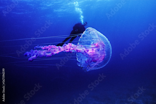 A colorful jellyfish with a female diver in background photo