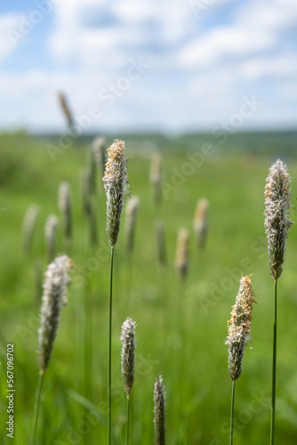 Timothy flower in a meadow on a sunny summer day. Pollen allergy concept
