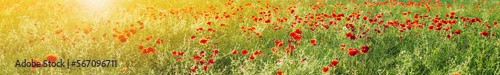 Panoramic top view of the field with red poppy flowers in sunset.