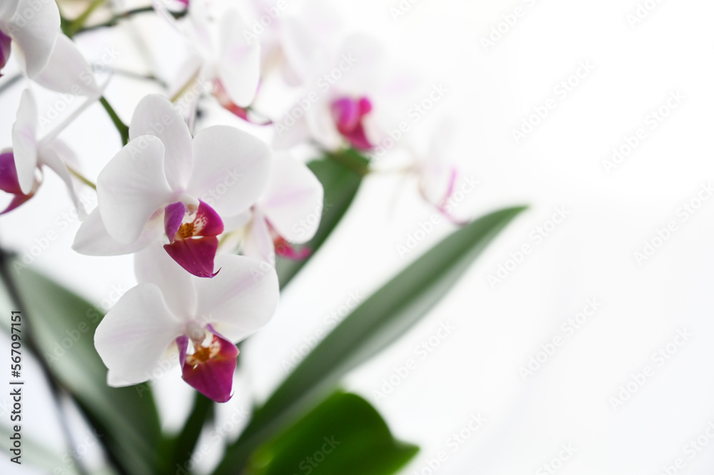 Obraz premium Orchidee