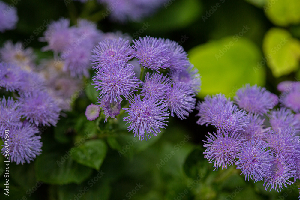 ageratum flowers close-up, macro on a background of green leaves