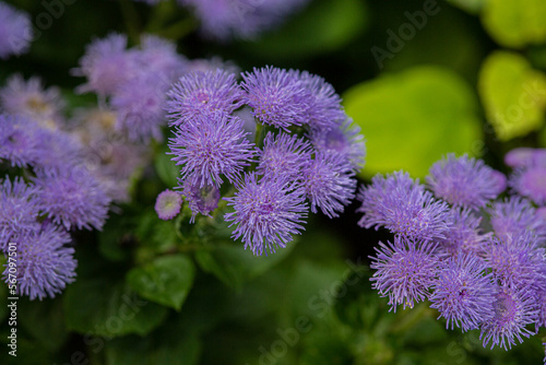 Obraz na płótnie ageratum flowers close-up, macro on a background of green leaves w salonie