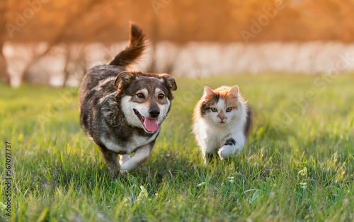 Fototapeta Naklejka Na Ścianę i Meble -  a couple of animal friends a dog and a cat run through the green grass in a summer meadow
