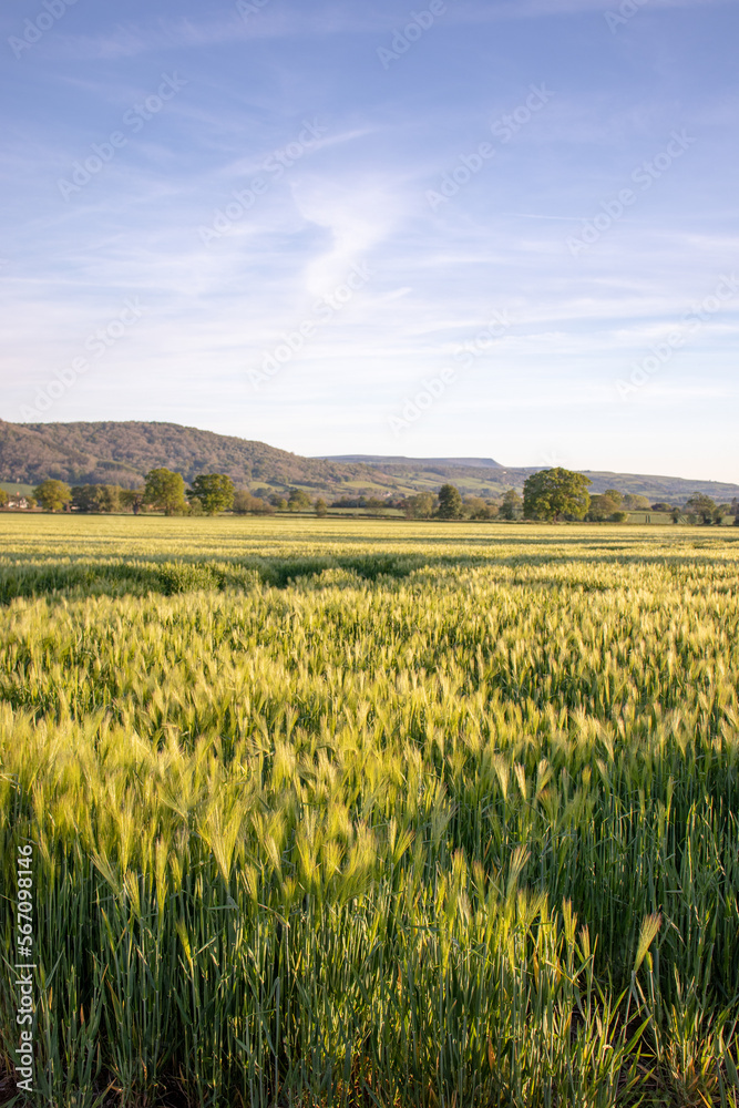 sunglow on the summertime fields.