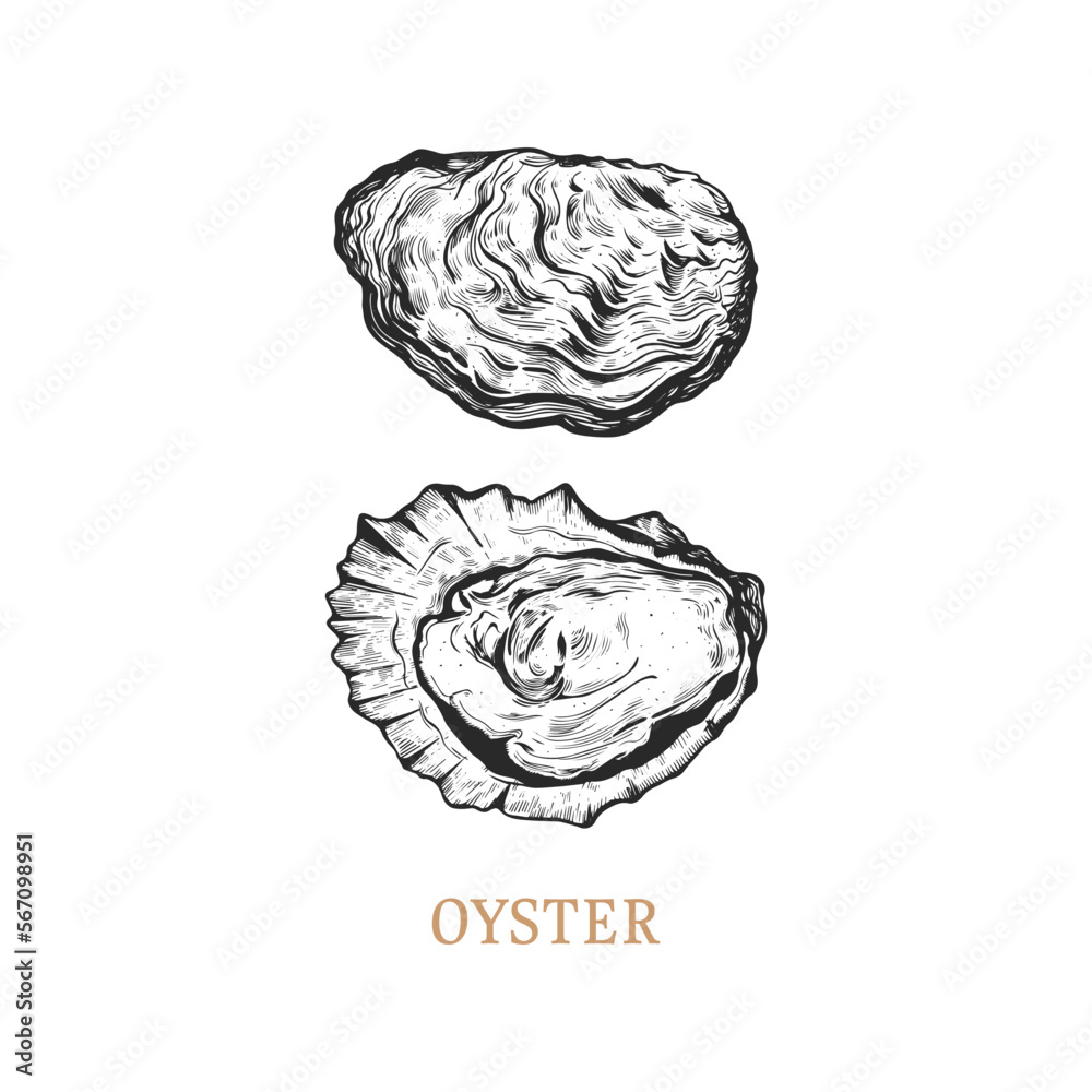 Oyster hand drawing. Oyster vector illustration Oyster hand drawing. Oyster vector illustration