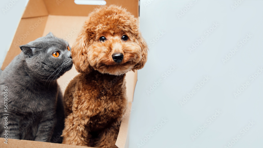 Web banner with pets. A gray cat and a brown poodle dog all sit in a brown box on a white background. Front view