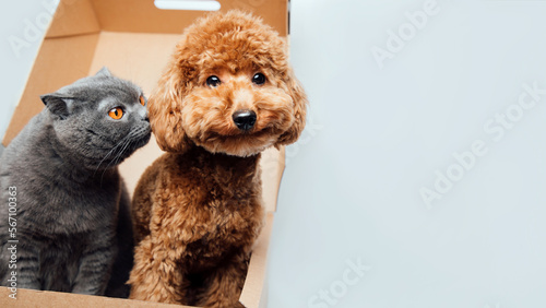 Web banner with pets. A gray cat and a brown poodle dog all sit in a brown box on a white background. Front view