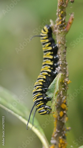 Monarch caterpillar on a milkweed plant in the Intag Valley, outside of Apuela, Ecuador