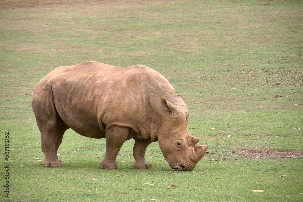 A lone rhino eating grass on the savannah A lone rhino eating grass on the savannah