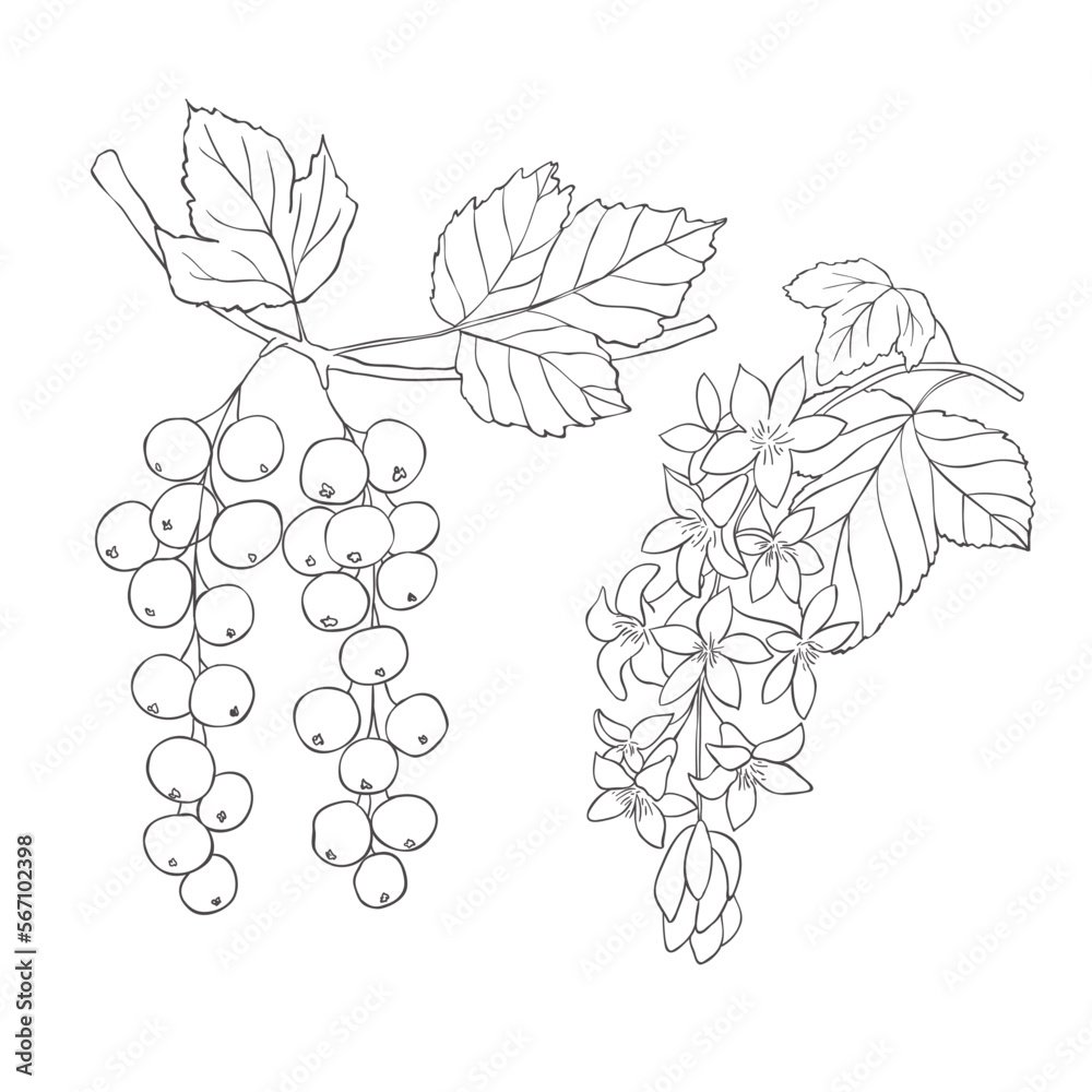 Obraz premium Line Art Currants. Elements of Fruits and Flowers. Vector Illustration on white Background.