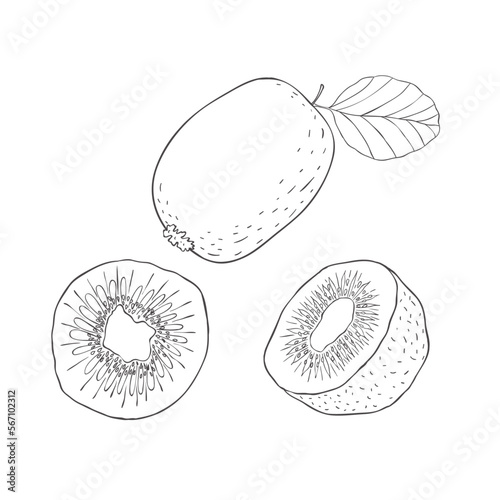 Line Art Kiwi Fruit. Vector Illustration on white Background.