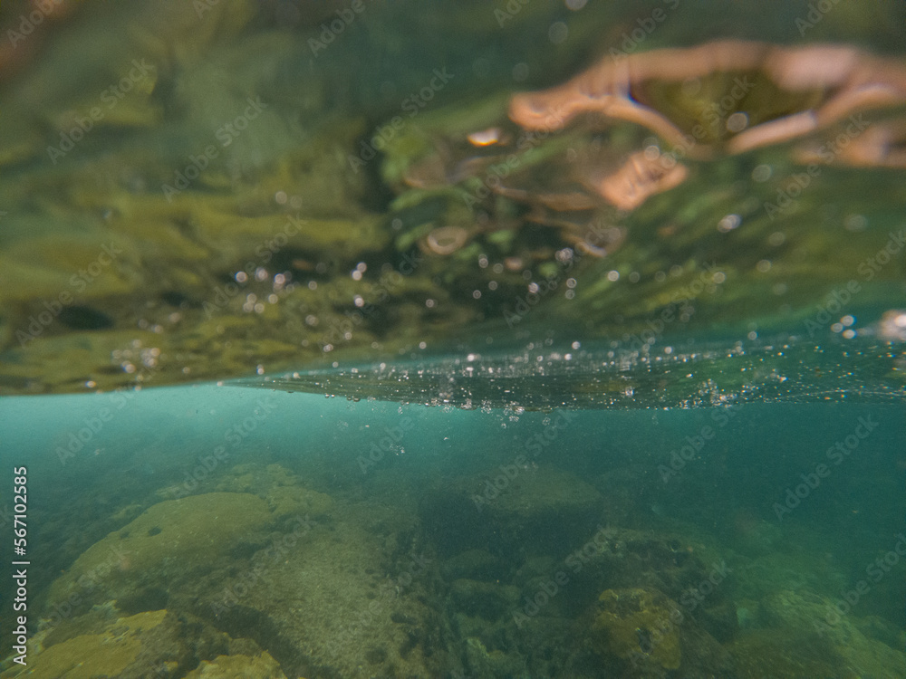 fish swimming in the water fish swimming in the water