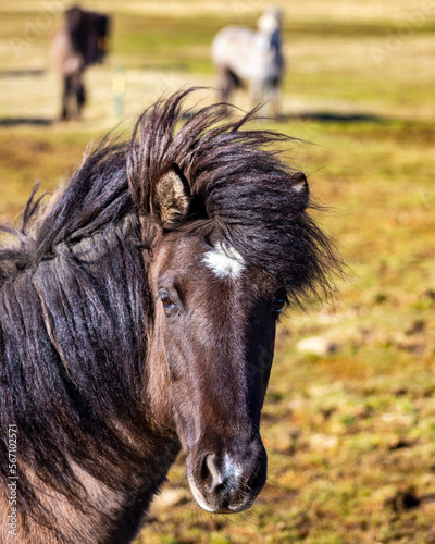 portrait of a beautiful Icelandic horse with a unique chocolate brown coat  sweet animals of Iceland © Jakub