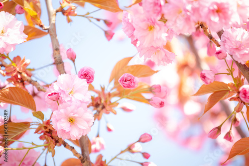 Branches of blossoming sakura. Delicate sakura flowers .Soft focus