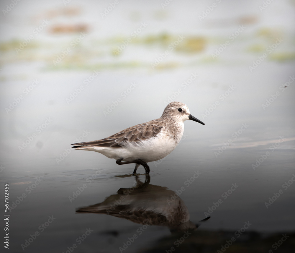Sanderling Sanderling