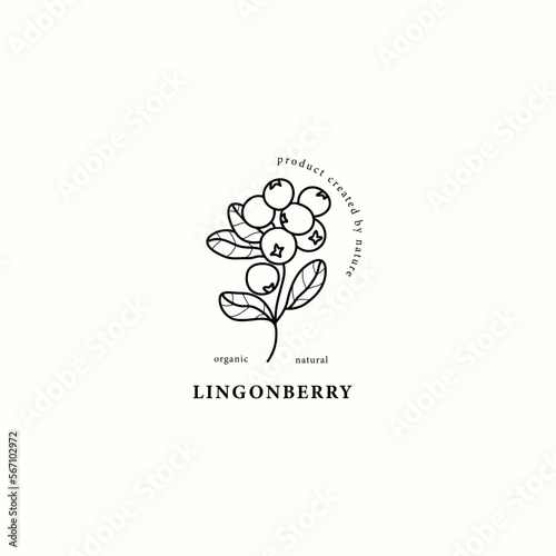 Line art lingonberry branch illustration