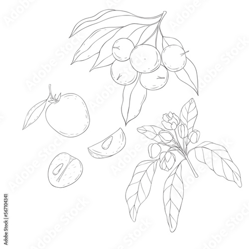 Line Art Chikoo Branch and Blossom. Elements of Fruits and Flowers. Vector Illustration on white Background.