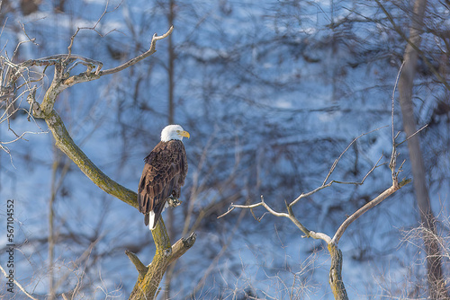 American Bald Eagle Perched In Tree after Winter Snow