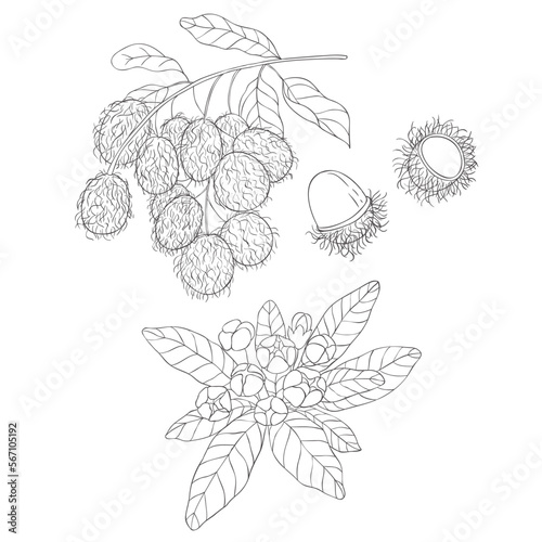 Line Art Rambutan Branch and Blossom. Elements of Fruits and Flowers. Vector Illustration on white Background.