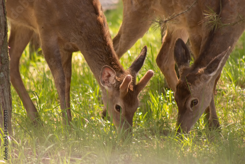 Two female deer grazing on green grass. Close-up of animals bent to the ground in search of food.