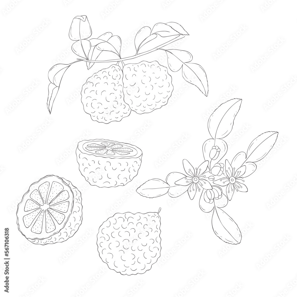 Line Art Bergamot Branch and Blossom. Elements of Fruits and Flowers. Vector Illustration on white Background. Line Art Bergamot Branch and Blossom. Elements of Fruits and Flowers. Vector Illustration on white Background.