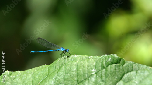 Blue damselfly on a leaf in the Intag Valley, outside of Apuela, Ecuador