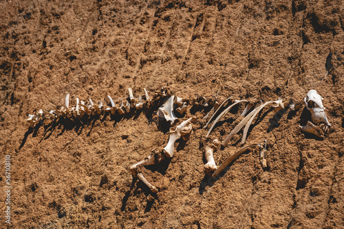 'Dinosaur fossil' made of cow bones between the soil in the ground under sunlight © Samuel Ponce