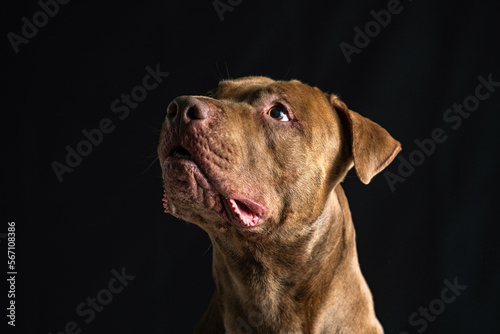 Portrait of a beautiful thoroughbred American Pit Bull Terrier in the studio  close-up.