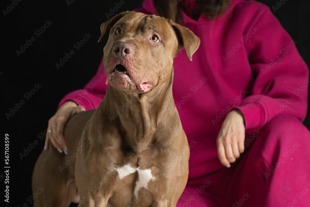 Portrait of a beautiful thoroughbred American Pit Bull Terrier in the studio, close-up. Portrait of a beautiful thoroughbred American Pit Bull Terrier in the studio, close-up.