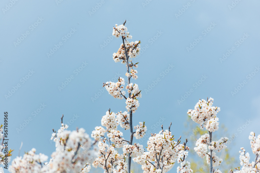 Isolated shot of cherry blossoms against blue sky in Spring Isolated shot of cherry blossoms against blue sky in Spring
