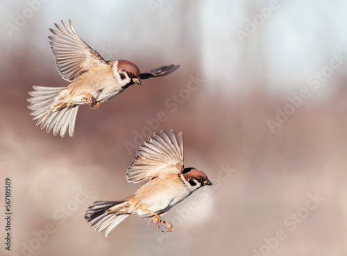 pair of sparrow birds fly in a sunny garden spreading their feathers and wings