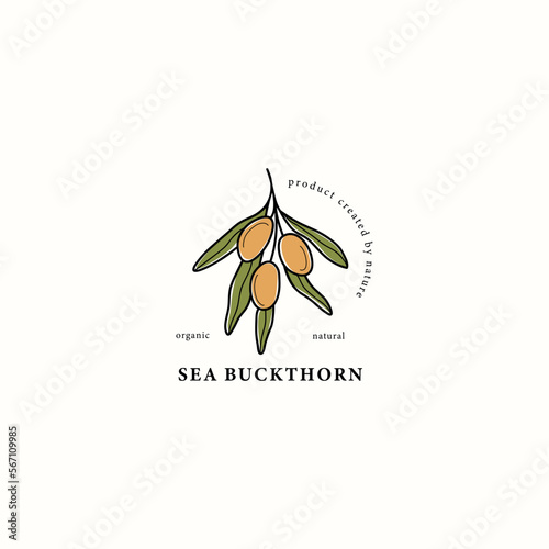 Line art sea buckthorn drawing