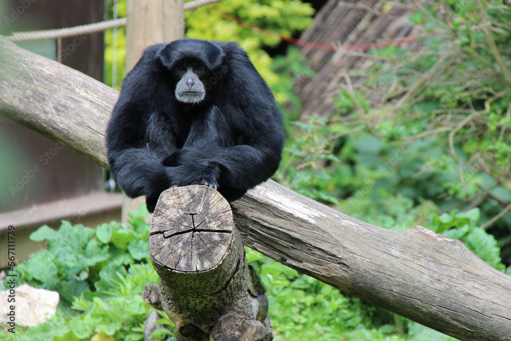 Fototapeta premium siamang in a zoo in lille (france)
