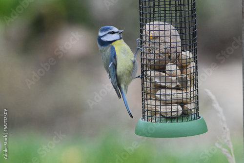 Nourrissage de mésange bleue photo