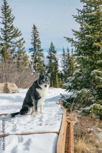 Dog in Colorado during Winter