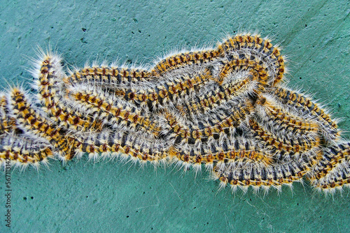 Close up of pine caterpillars on a green wall, Portugal. Pine processionary larvae marching. Thaumetopoea pityocampa photo
