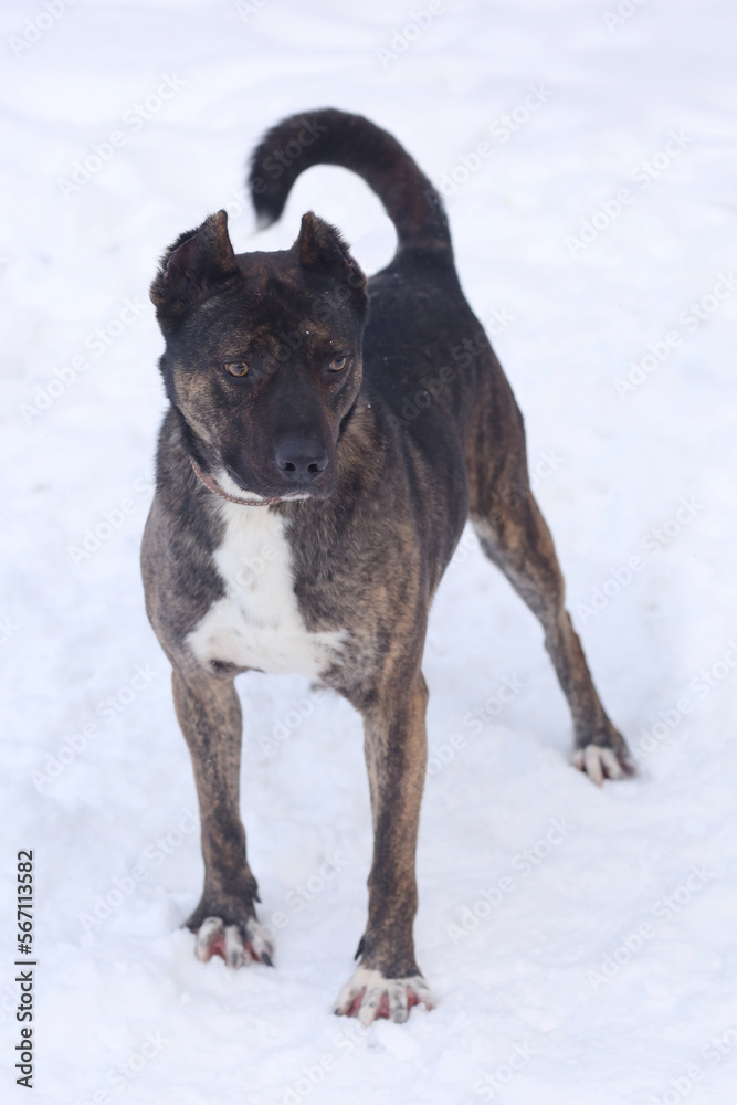 staffordshire terrier full body photo on leash with human legs staffordshire terrier full body photo on leash with human legs